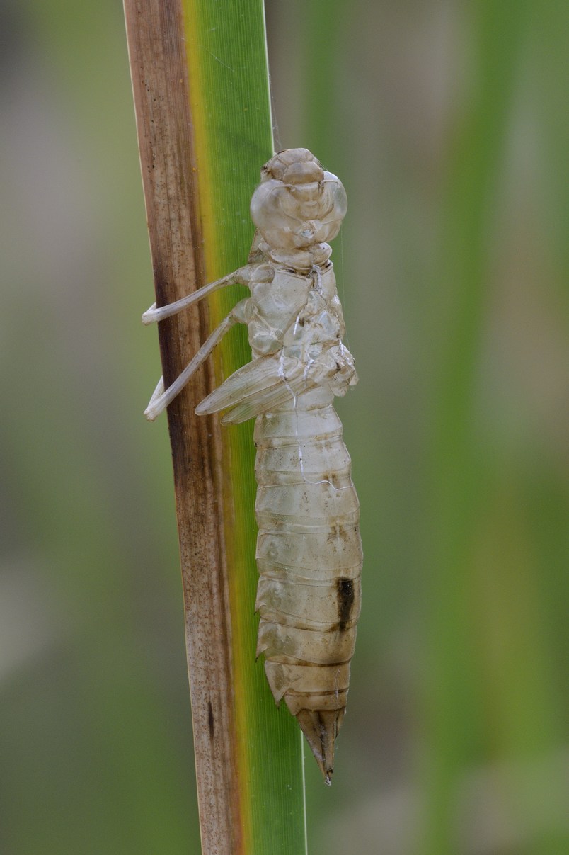 Exuvia da ID: Anax sp.